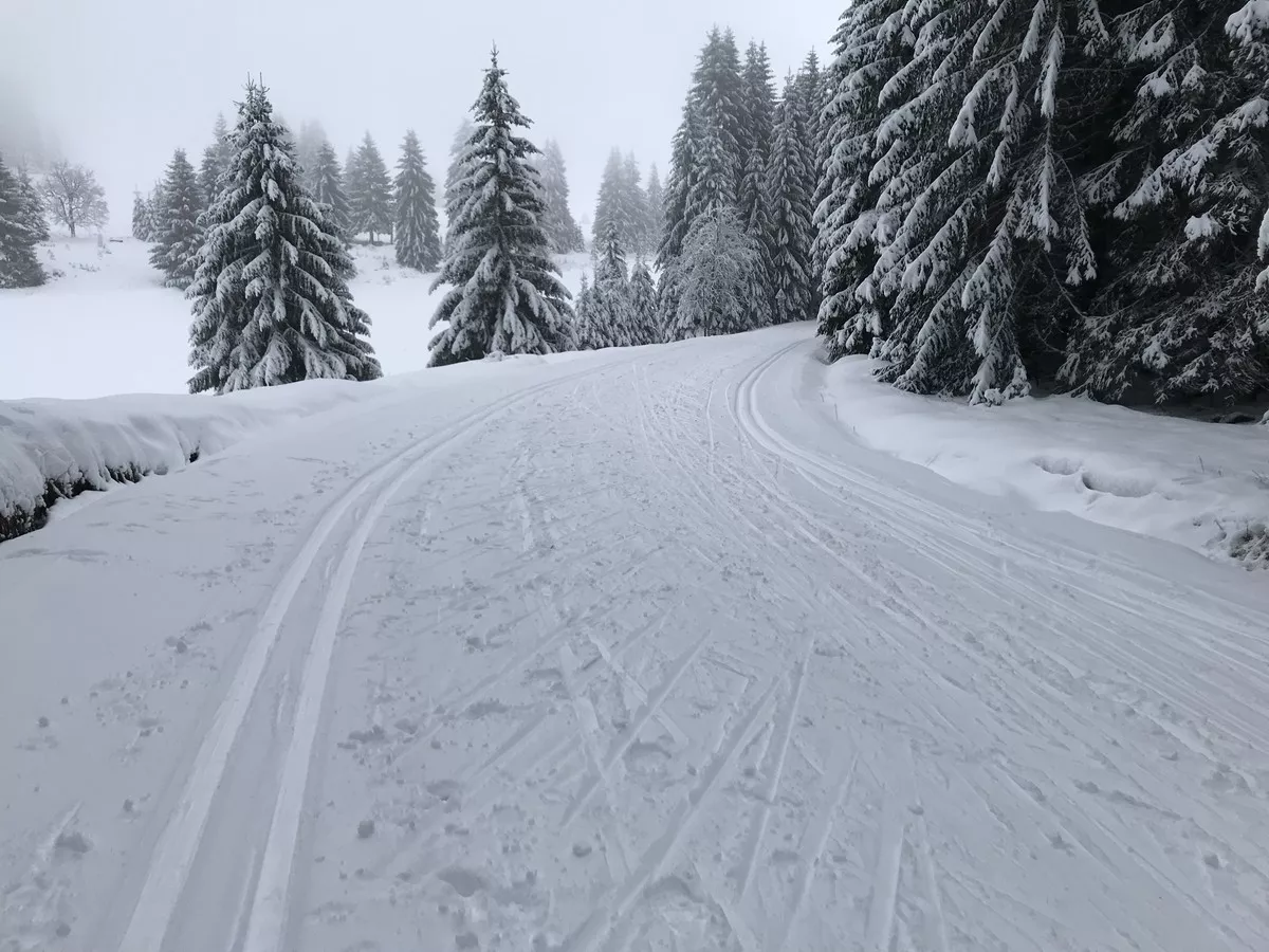 Skimagistrale (KLM) am Waldausgang auf der Hochebene bei Rolava (Sauersack)