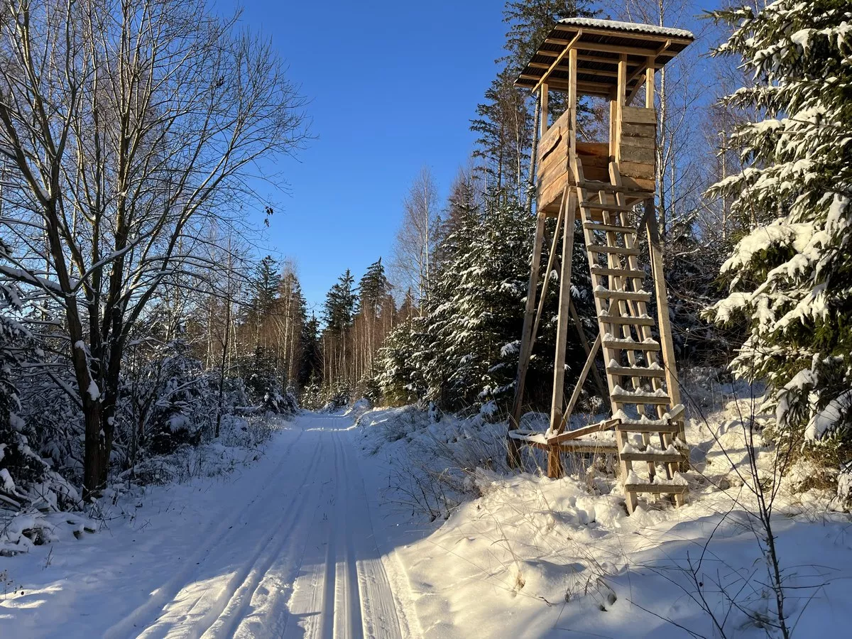 Loipe Frauenstein im Waldgebiet oberhalb des Gimmlitztals
