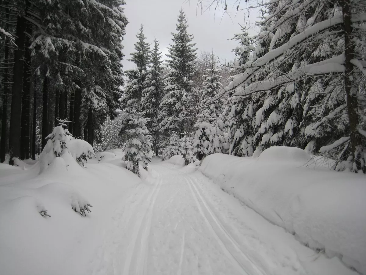 Loipe im Geyerschen Wald