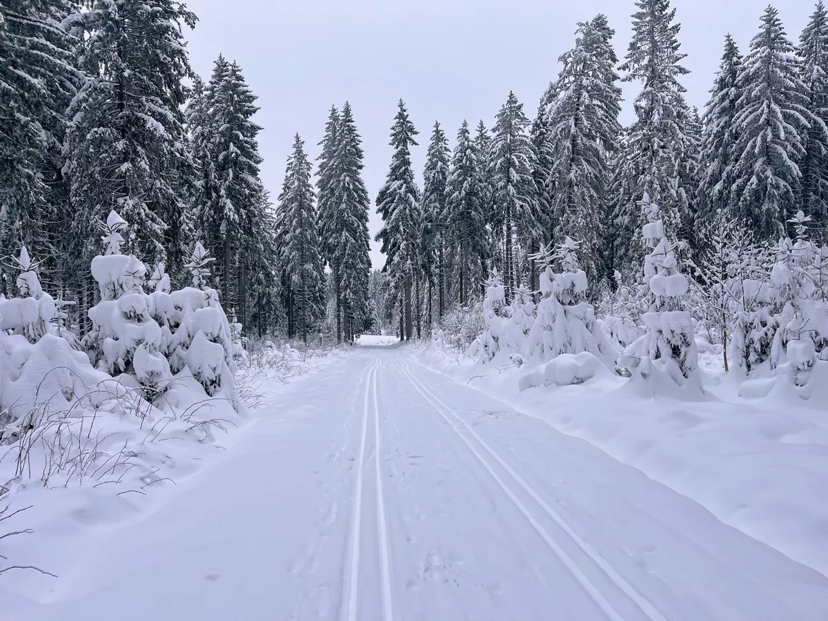 Windgeschützte Waldloipen rund um den Rehhübel