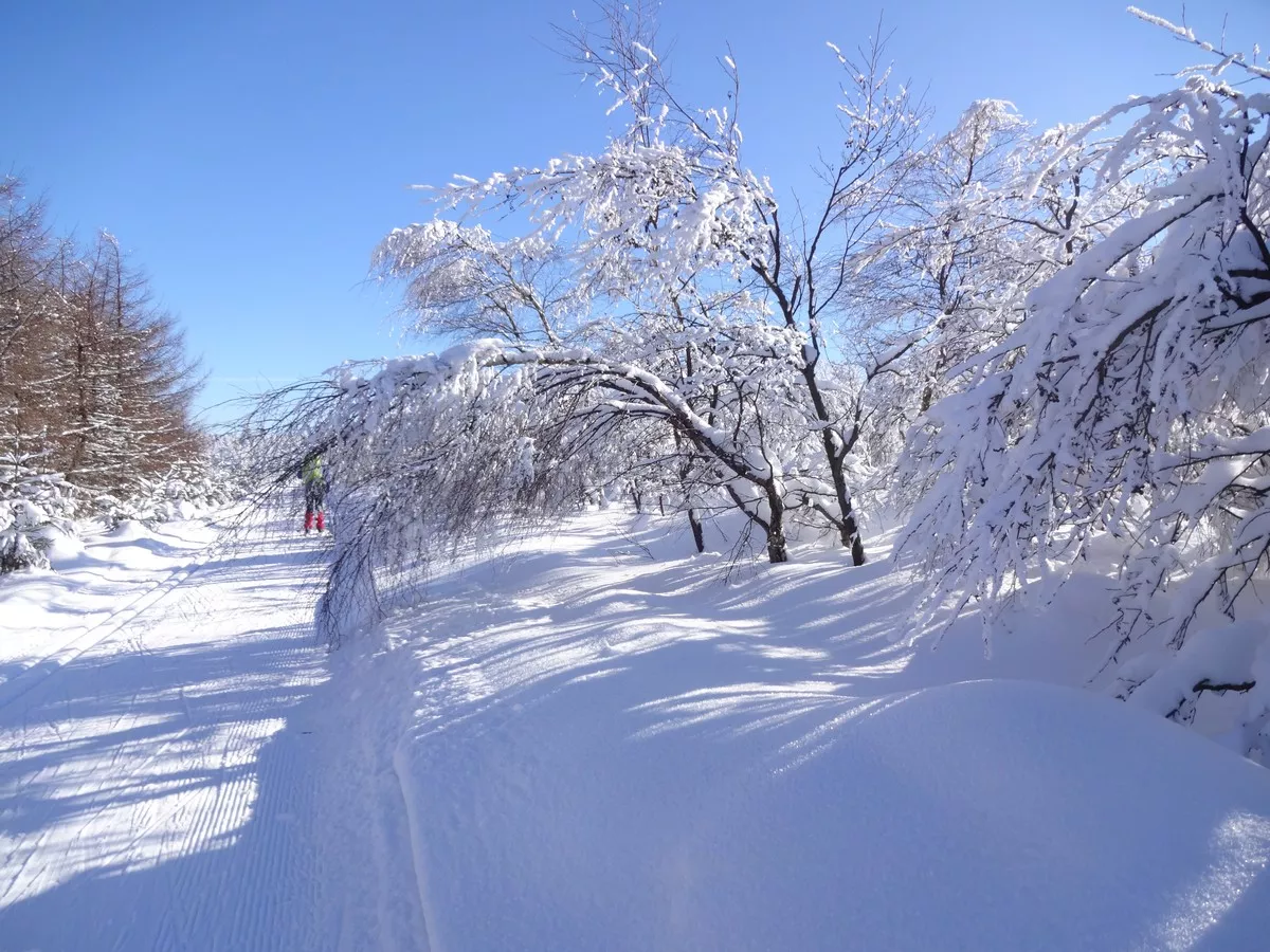 Loipe unterhalb des Hirschkopfs - traumhafte Winterlandschaft