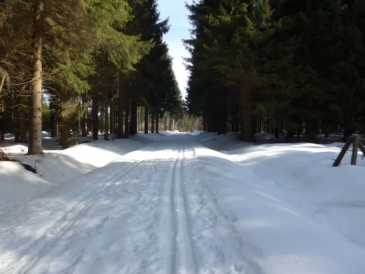 Loipe Rübenau im Kriegwald