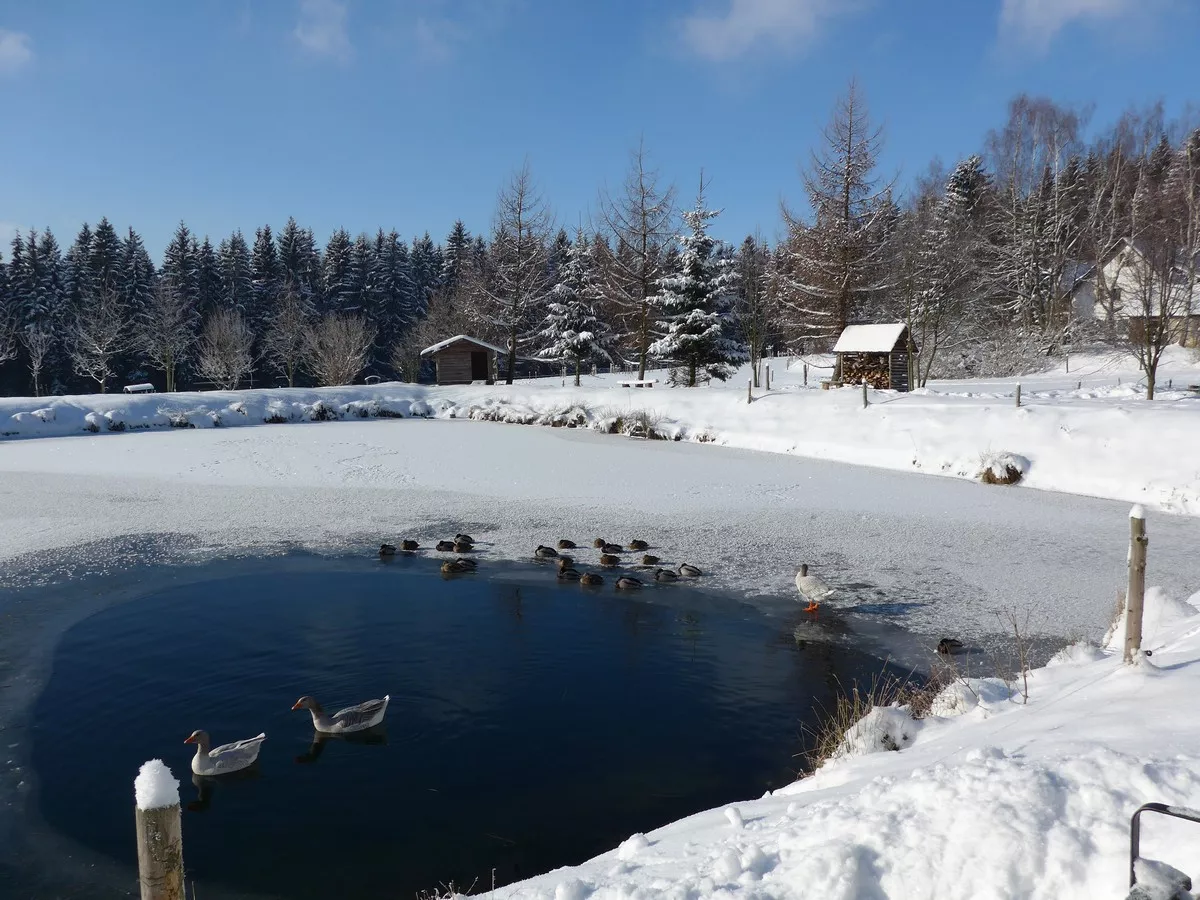 Teich am Kleinen Vorwerk (Mühlholz)