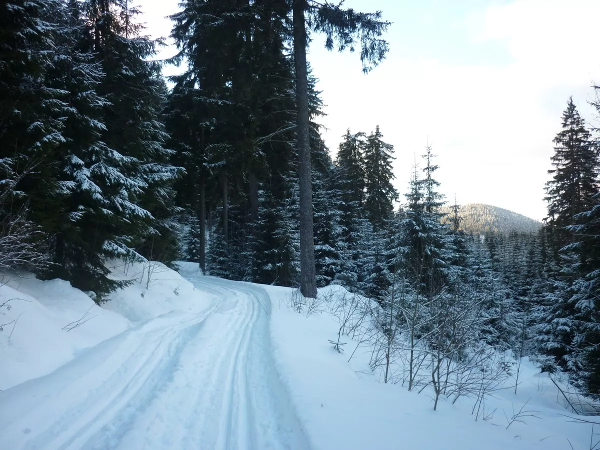 Loipe zwischen Wildenthal und Oberwildenthal (Amselpfadloipe)
