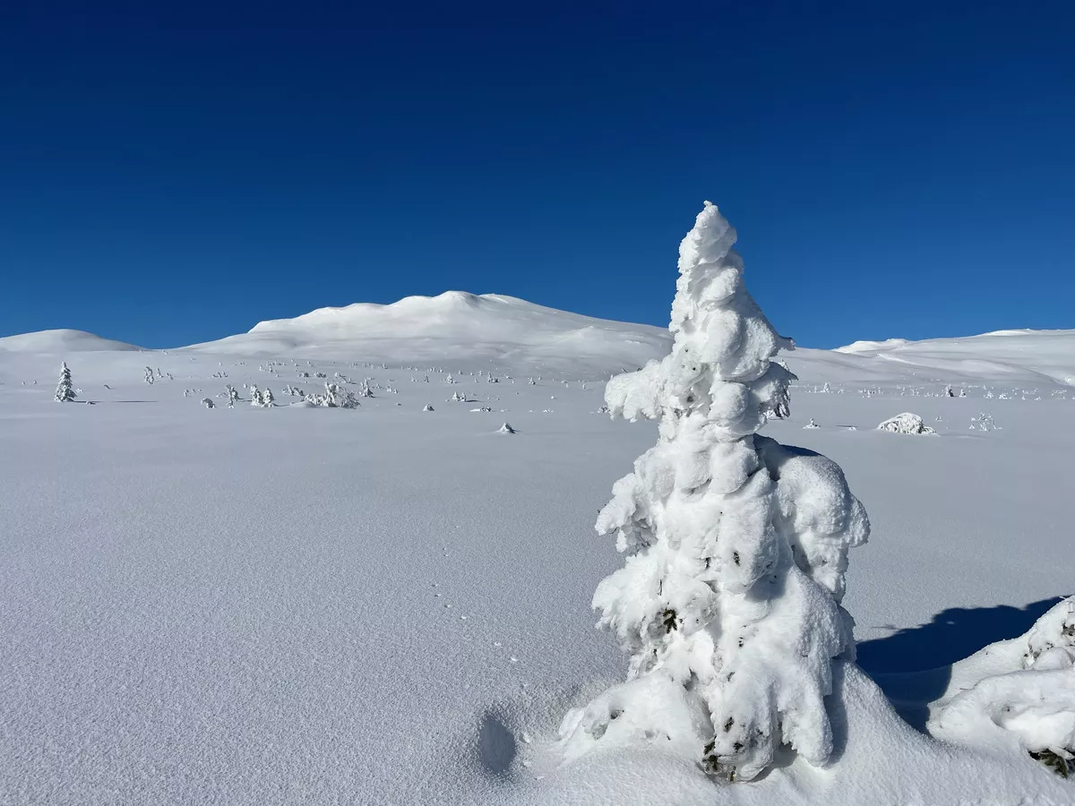 Loipengebiet Synnfjell - Blick zum 1414 Meter hohen Spåtind
