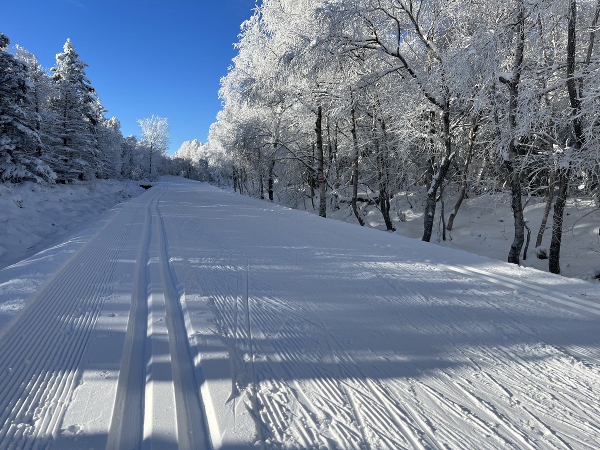 Die Skimagistrale führt in diesem Abschnitt öfters über Freiflächen und lichte Wälder