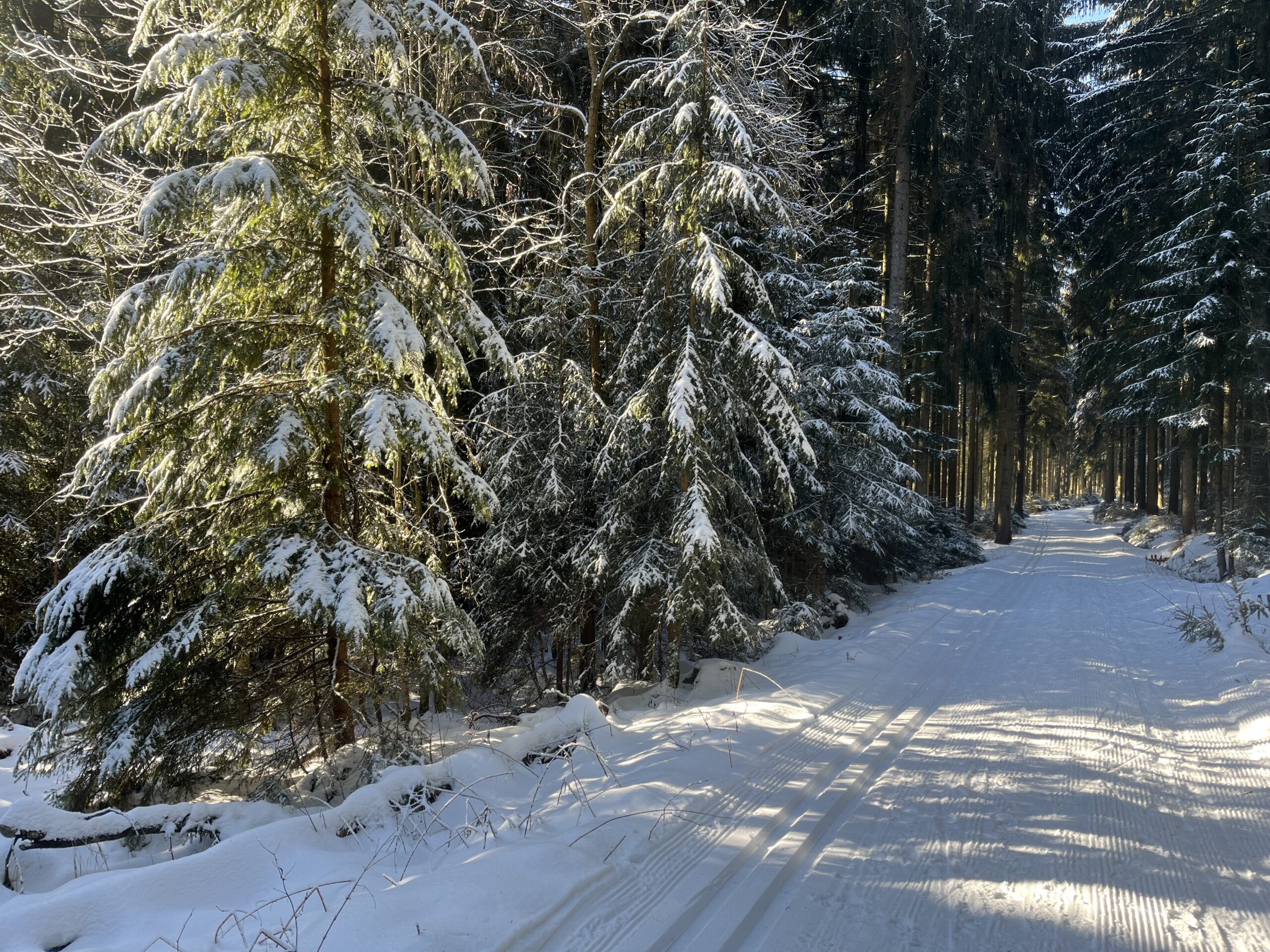 Loipe im Winterwald nahe Greifensteine