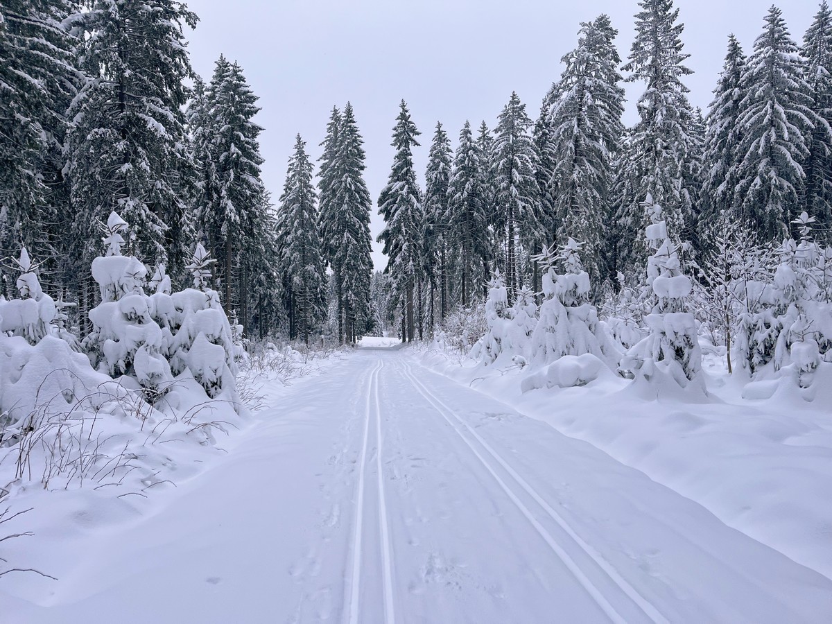 Windgeschützte Waldloipen rund um den Rehhübel