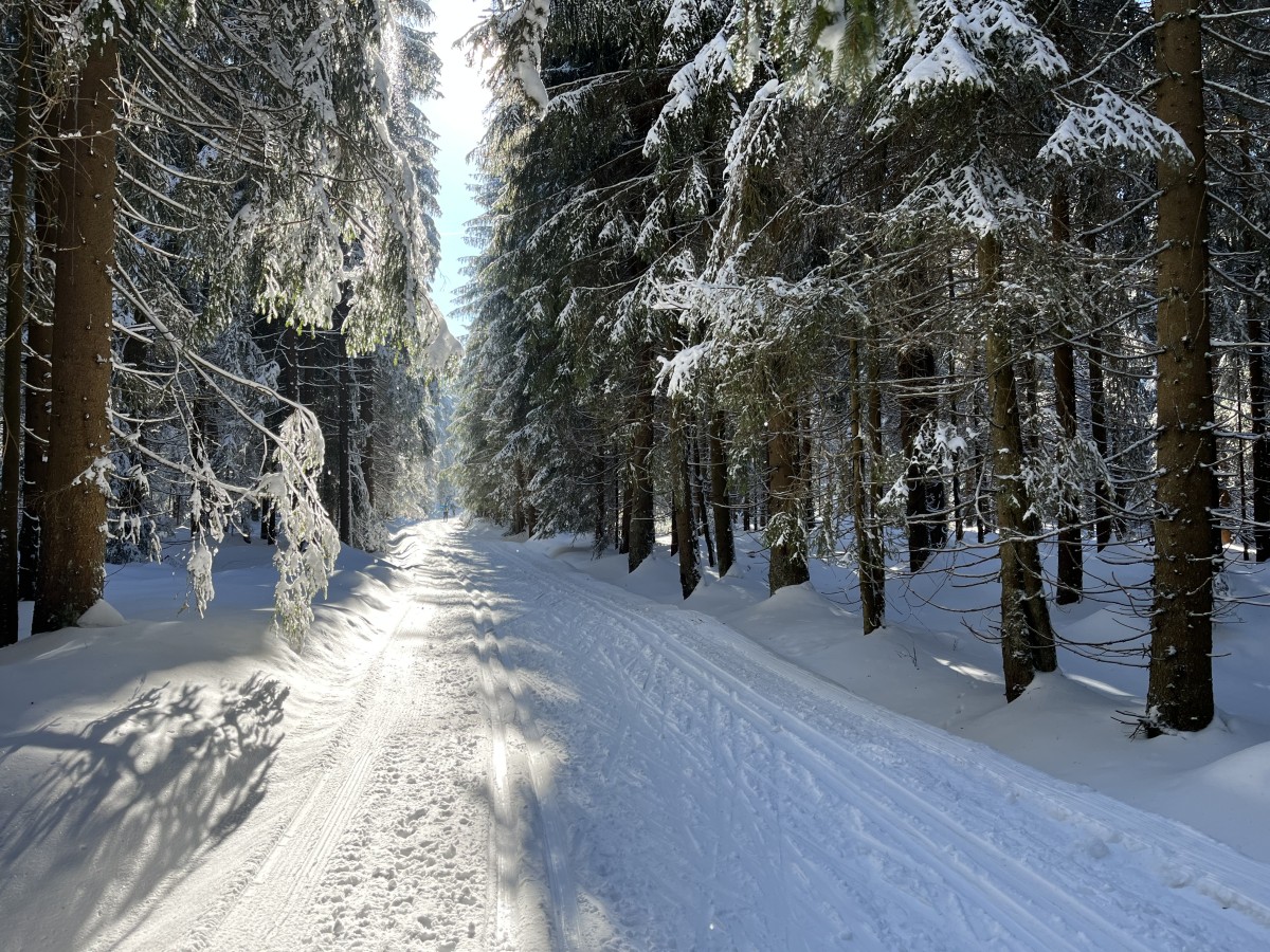 Loipe im Winterwald bei Jeleni (Hirschenstand) und Rolava (Sauersack)