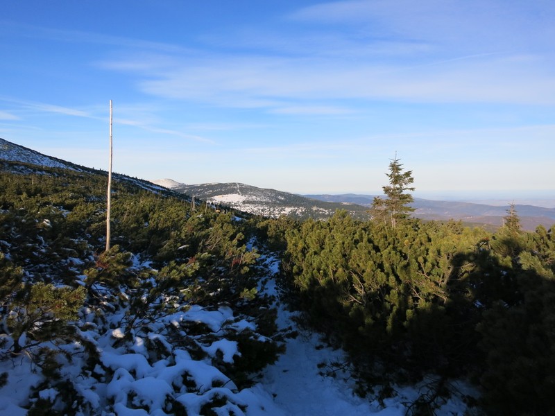 Durchaus schwieriges Durchkommen zwischen den Kiefern auf dem markierten Skiweg